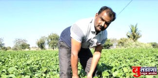 हरभरा शेतीला पर्याय; जिल्ह्यातील शेतकऱ्यांचा ‘राजमा’ पीकांकडे वाढला कल!
