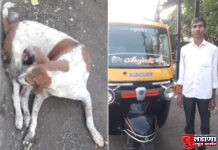 बुलढाण्यातील ऑटो चालकाचे प्राणी प्रेम; कमाईतील 100 रुपये करतात जखमी कुत्र्याच्या खाण्यावर खर्च !