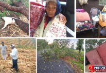 मोताळा तालुक्यात अवकाळी पाऊस व गारपिटीचे तांडव !