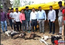 लांडग्याने धाड परिसरात सहा बकऱ्या केल्या फस्त; 70 हजाराचे नुकसान