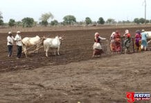 यंदा मोताळा तालुक्यात खरीपात 57995 हे.क्षेत्राचे नियोजन !
