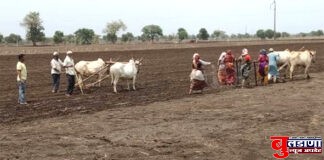 यंदा मोताळा तालुक्यात खरीपात 57995 हे.क्षेत्राचे नियोजन !