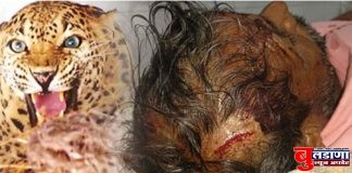 बिबट्याचा हल्ल्यात शेतकरी जखमी;आरडाओरड केल्याने वाचले प्राण