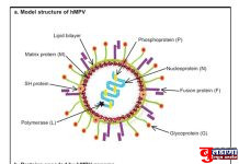 ह्युमन मेटान्यूमो व्हायरस संदर्भात मार्गदर्शक सूचना जाहीर !