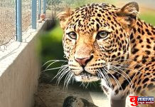 बिबट्याने 7 बकऱ्या केल्या फस्त; 80 हजाराचे नुकसान