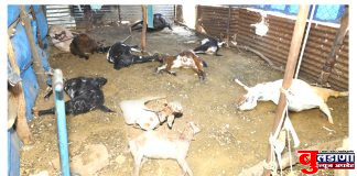 बिबट्याने 12 बकऱ्यांचा पाडला फडशा; दीड लाखाचे नुकसान