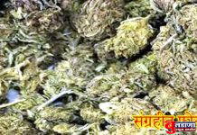 कोथळीत 16 हजाराचा गांजा पकडला