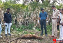 मोठी खळबळ….! सारोळापीर शिवारात बिबट्या मृत अवस्थेत आढळला