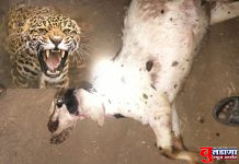 तळणी येथे भितीचे वातावरण; बिबट्याने पाडला बोकड्याचा फडशा