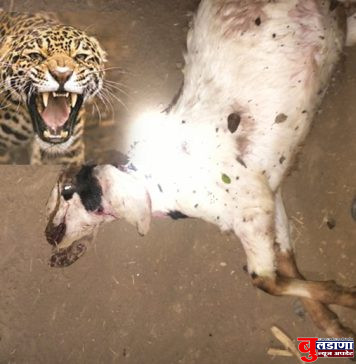 तळणी येथे भितीचे वातावरण; बिबट्याने पाडला बोकड्याचा फडशा