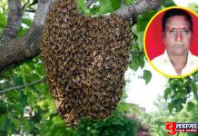 आगेमोहळच्या माशा चावल्याने शेतकऱ्याचा मृत्यू; बुलढाणा तालुक्यातील पळसखेड भट येथील घटना!