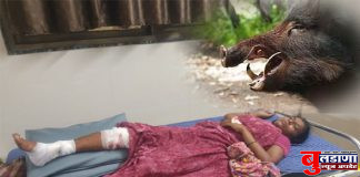 काबरखेड येथे रानडुकराच्या हल्लात महिला जखमी; नागरिक भयभीत रानडुकरांचा बंदोबस्त करण्याची मागणी !