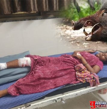 काबरखेड येथे रानडुकराच्या हल्लात महिला जखमी; नागरिक भयभीत रानडुकरांचा बंदोबस्त करण्याची मागणी !