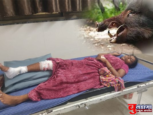 काबरखेड येथे रानडुकराच्या हल्लात महिला जखमी; नागरिक भयभीत रानडुकरांचा बंदोबस्त करण्याची मागणी !
